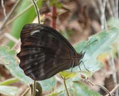 Pronophila juliani