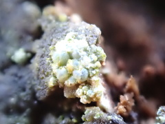 Lecanora sublivescens