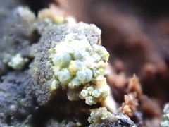 Lecanora sublivescens