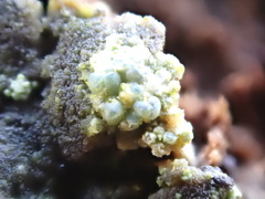 Lecanora sublivescens