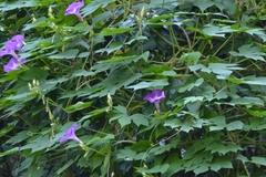 Ipomoea setosa melanotricha