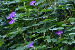 Ipomoea setosa melanotricha
