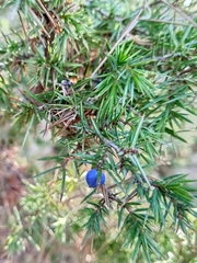 Juniperus communis communis