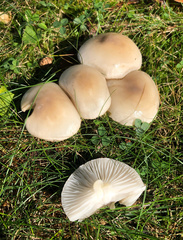 Hygrophorus occidentalis