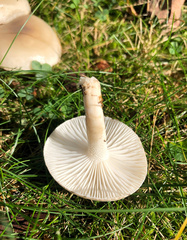 Hygrophorus occidentalis