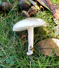 Hygrophorus occidentalis