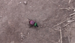 Brachygnathus festivus