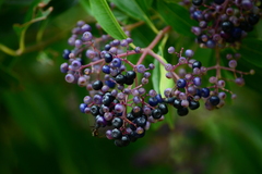 Miconia ligustroides