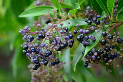 Miconia ligustroides