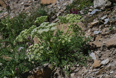 Ligusticum ferulaceum