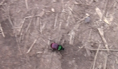 Brachygnathus festivus