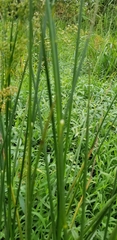 Juncus marginatus