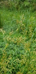 Juncus marginatus