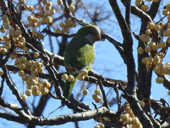 Myiopsitta monachus