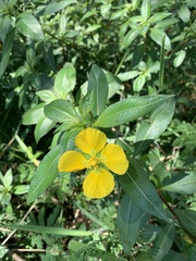 Ludwigia peruviana
