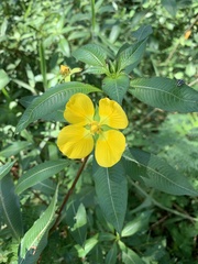 Ludwigia peruviana
