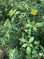 Ludwigia peruviana