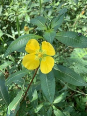 Ludwigia peruviana