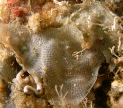 Schizomavella linearis