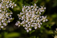Ligusticum ferulaceum