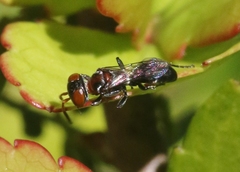 Nitelopterus