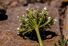 Ligusticum ferulaceum