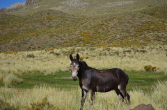 Equus asinus × caballus