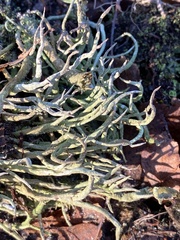 Cladonia subulata