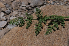 Ligusticum ferulaceum
