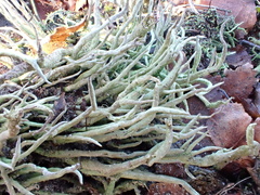 Cladonia subulata