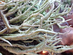 Cladonia subulata
