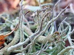 Cladonia subulata