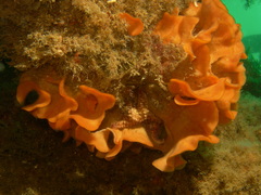 Pentapora foliacea