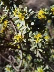 Thymelaea tinctoria