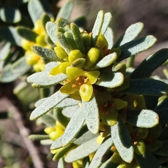 Thymelaea tinctoria