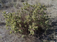 Thymelaea tinctoria
