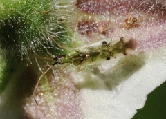 Macrolophus praeclarus