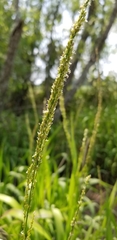 Panicum hemitomon