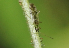 Macrolophus praeclarus