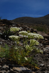 Ligusticum ferulaceum
