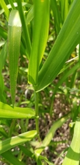 Panicum hemitomon