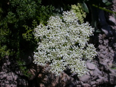 Ligusticum ferulaceum