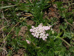 Mutellina purpurea