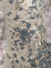 Pseudosagedia aenea