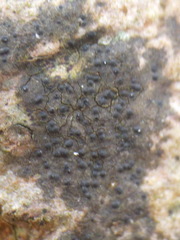 Pseudosagedia aenea