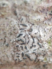 Alyxoria culmigena