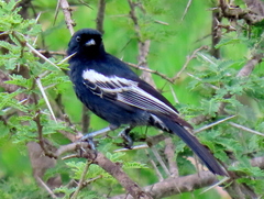 Melaniparus niger niger