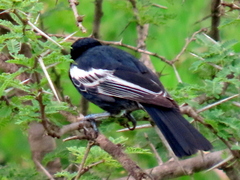 Melaniparus niger niger