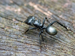 Cephalotes atratus