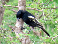 Melaniparus niger niger